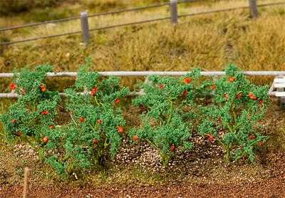 Plants de tomates